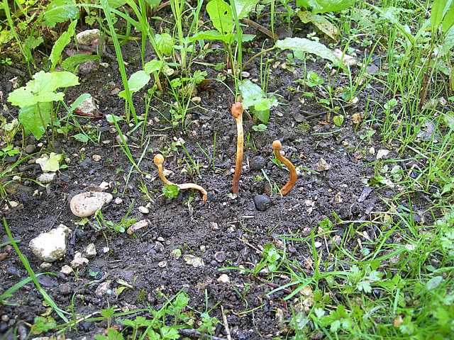 Funghi cittadini